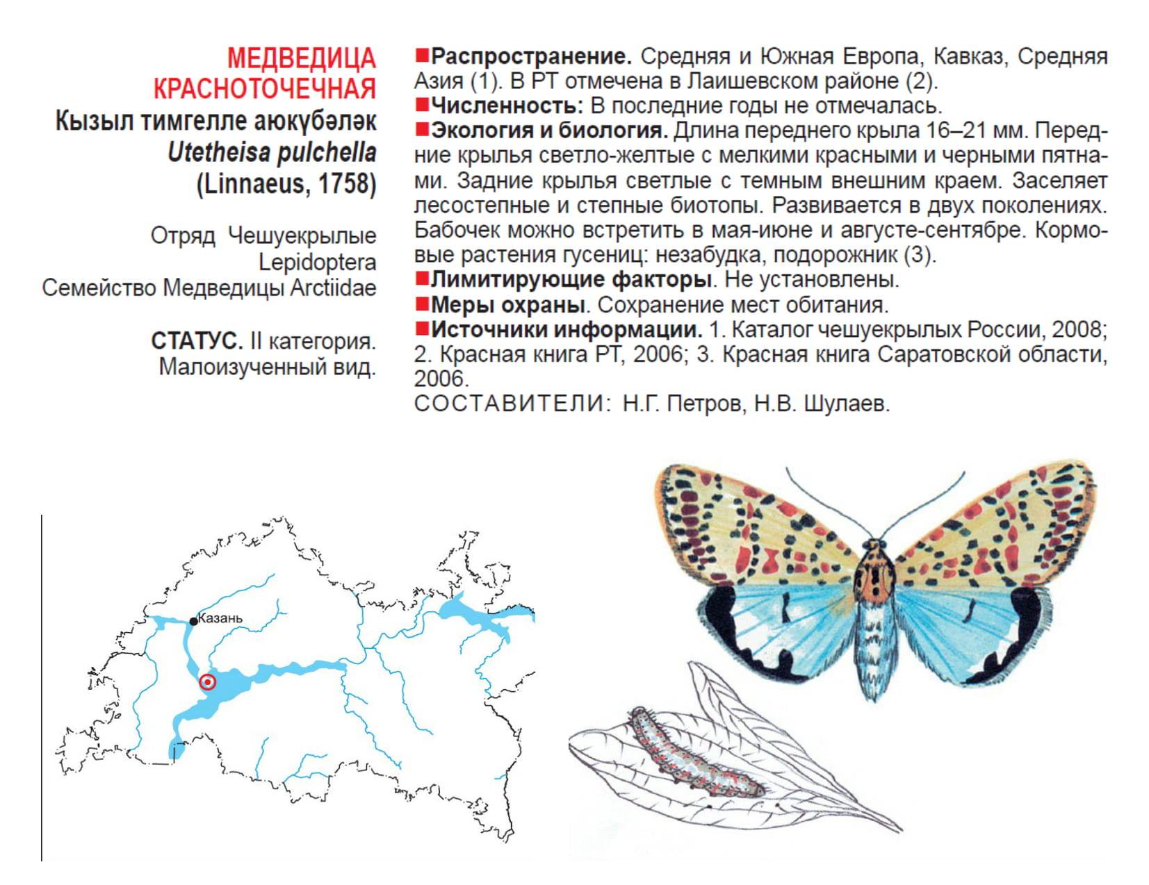 Какой тип развития для медведицы