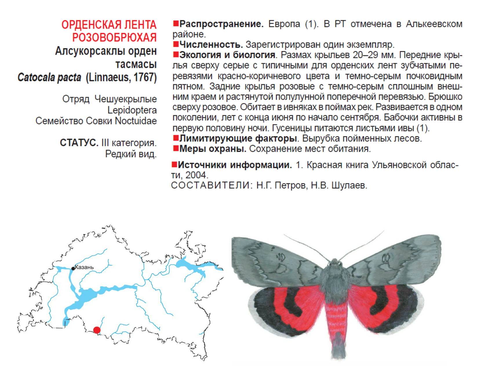 Голубая орденская бабочка из красной книги Алтайского края