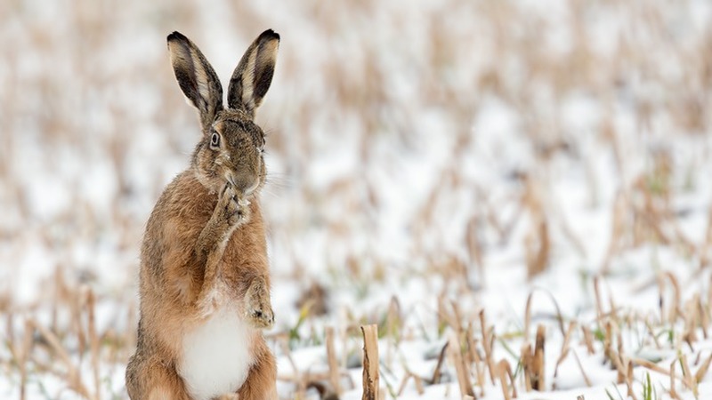 Заяц русак заяц русак. Юньнаньский заяц. Давай русаки. Заяц убегает. Заяц русак на задних лапах.