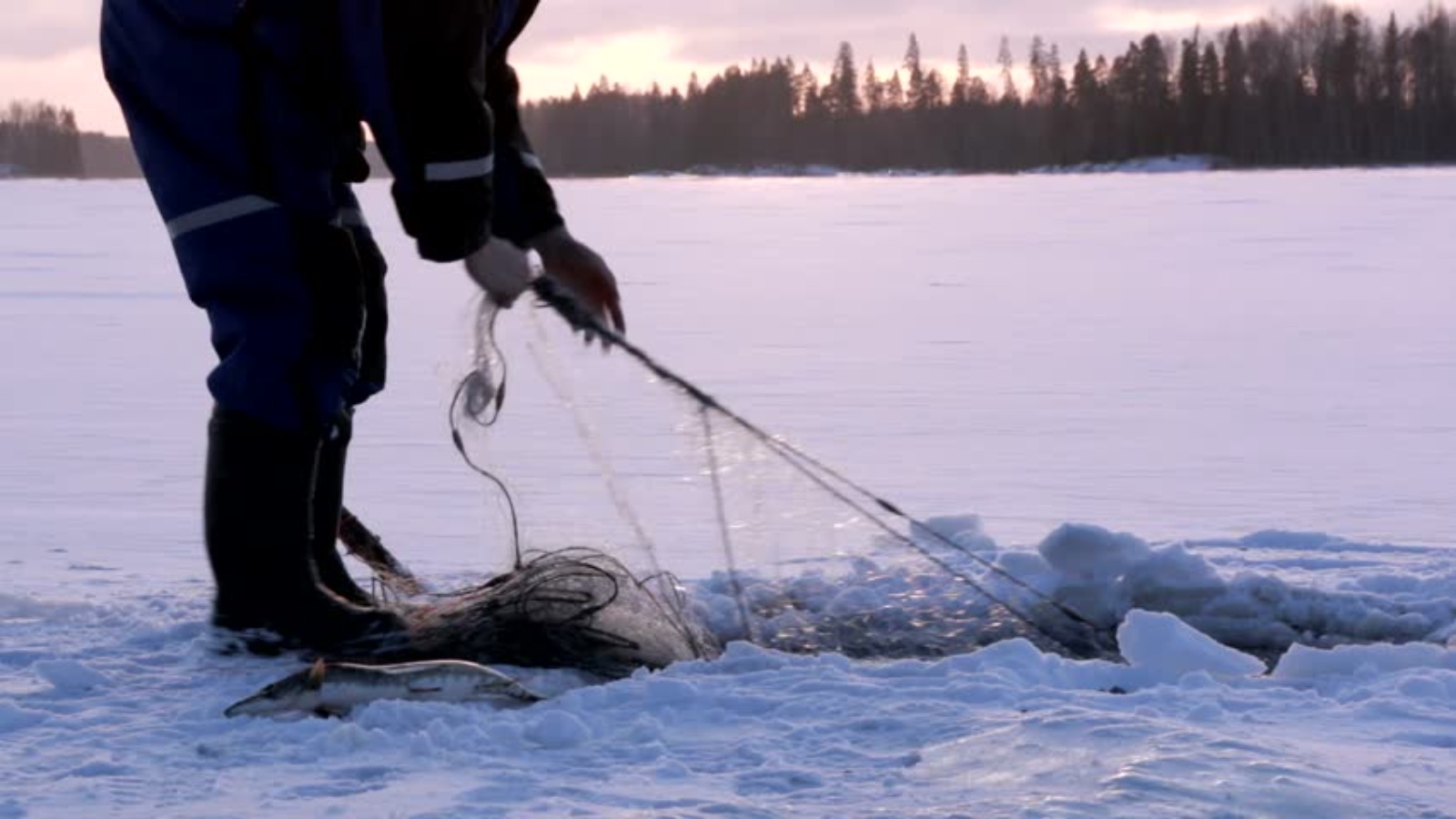 Лов зимой. Сети для зимней рыбалки. Сеть для подледной рыбалки. Ловля сетями зимой. Браконьеры зимой на рыбалке.