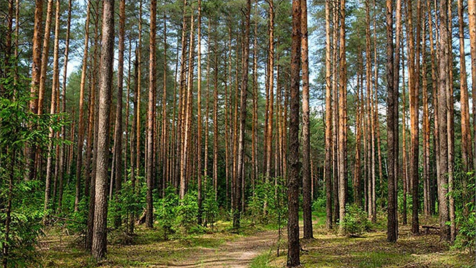 Сосновый Бор Саратов лес